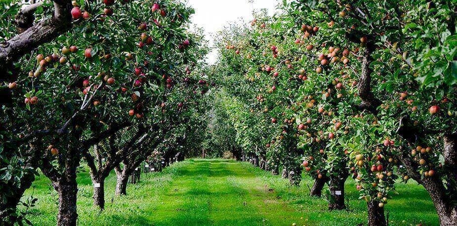 Calendário Sazonal Fevereiro