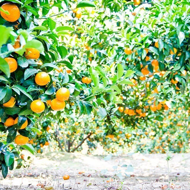 Calendário Sazonal Janeiro