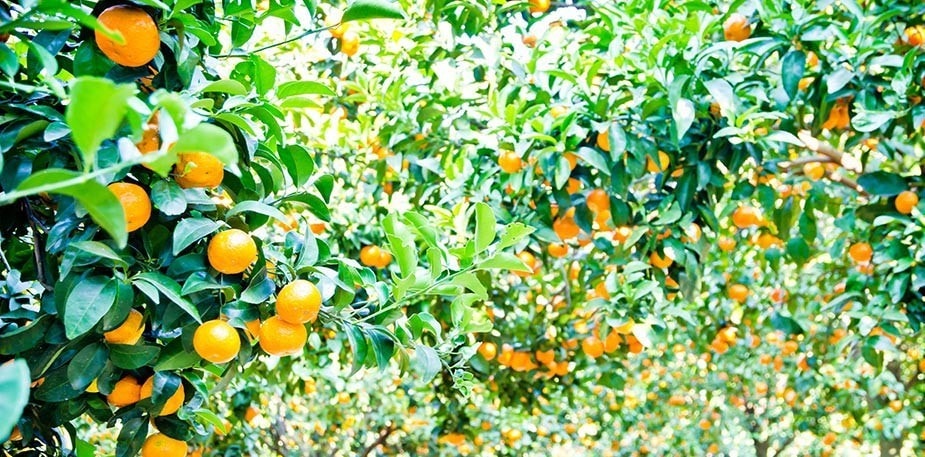 Calendário Sazonal Janeiro