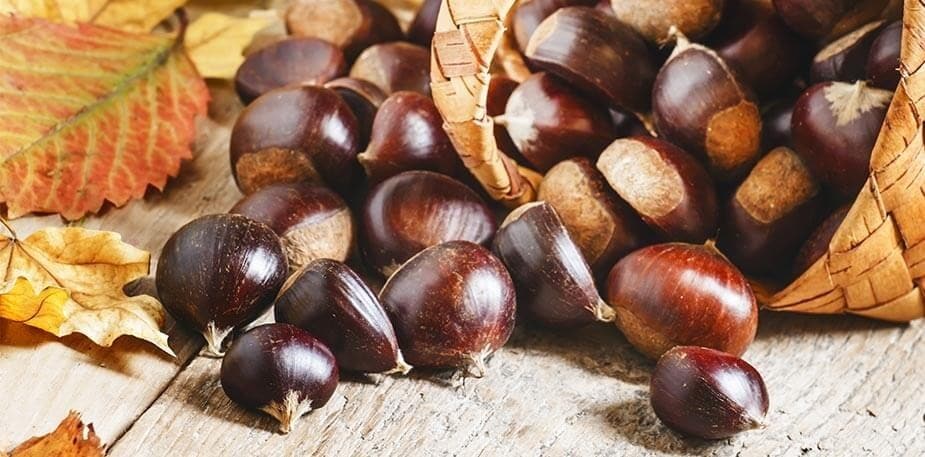 Calendário Sazonal Novembro