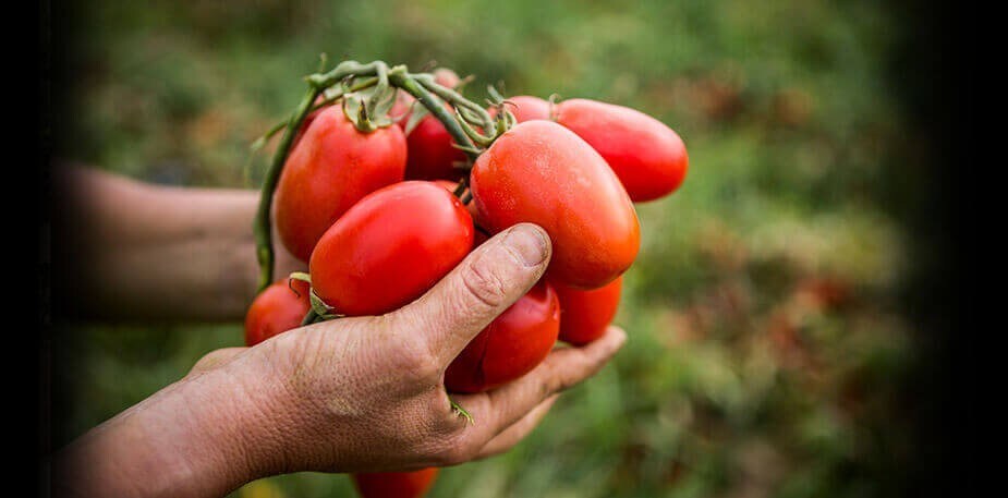 Ingredientes de agricultura sustentável