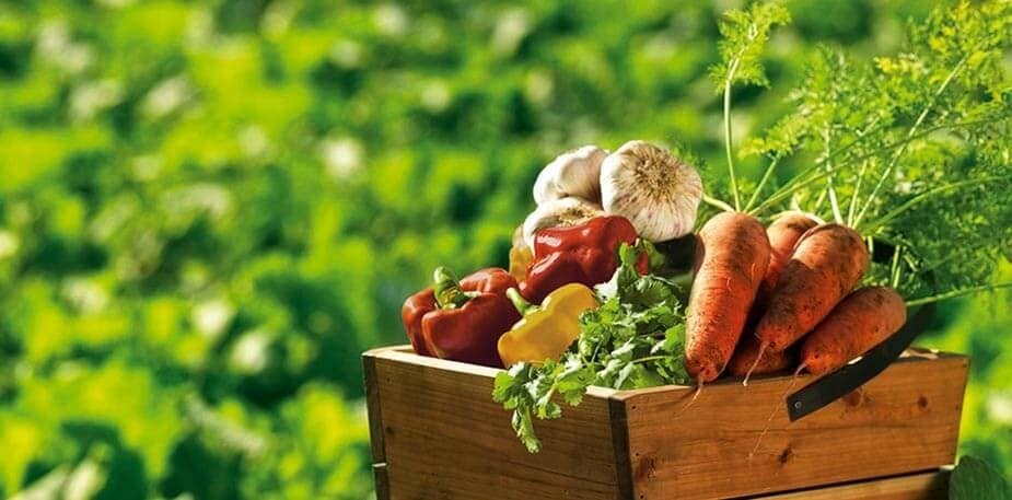 Sustentabilidade dos Ingredientes