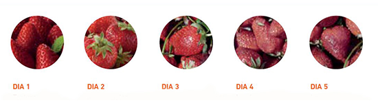 Ciclo de vida dos morangos